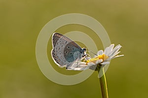 The  butterfly Polyommatus icarus  sits on a summer morning on a daisy flower