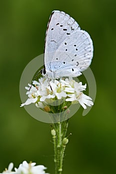 Provencal short-tailed blue butterfly. Cupido alcetas photo