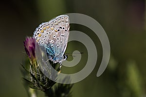 Blue butterfly on purple flower