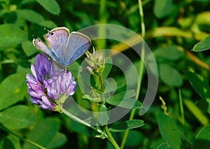 Blue Butterfly on Purple Flower