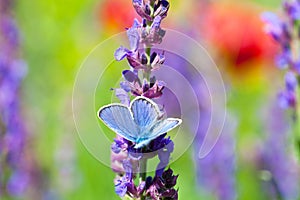 Blue butterfly on purple wild flower