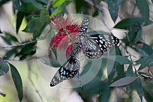 Blue Butterfly on Red Flower