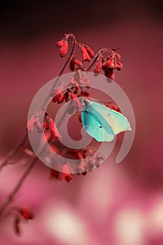 blue butterfly on a red flower