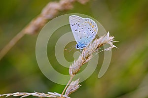 Blue butterfly resting on the grass