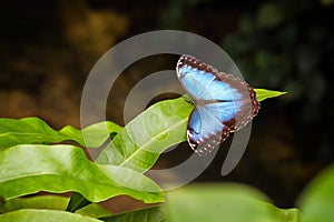 Blue butterfly resting on a leaf plants - Blue Morpho