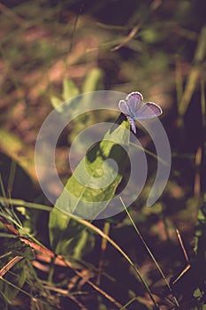 A blue butterfly siting on the green gass. Polyommatus icarus during summer season an a sunny day. insect with blue wings