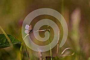 A blue butterfly siting on the green gass. Polyommatus icarus during summer season an a sunny day. insect with blue wings