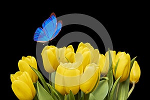 A blue butterfly sits on yellow tulips on a black background. bouquet of beautiful flowers with a moth