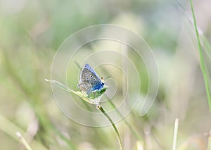 Blue butterfly sitting on a blade of grass on a sunlit meadow