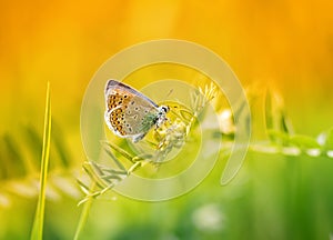 Blue butterfly sitting on a blade of grass on a sunlit meadow