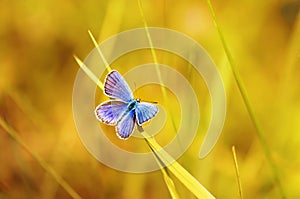 blue butterfly sitting on a bright Sunny meadow