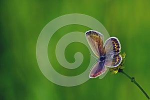 Blue butterfly sitting on flower in spring time on sunny day