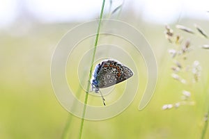 Blue butterfly sitting on meadow illuminated by bright sun light