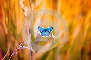 Blu farfalla sul prato alba 