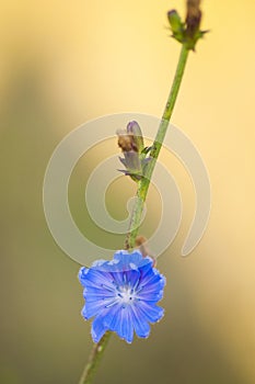 Blue butterfly on a stem