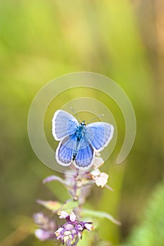 Blue butterfly on a stem