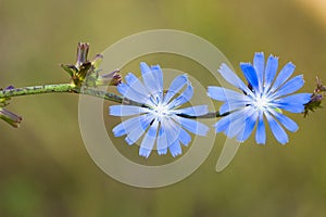 Blue butterfly on a stem