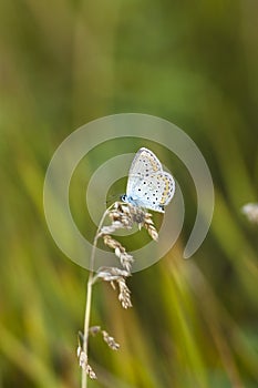 Blue butterfly on a stem