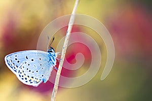 Blue butterfly on a stem