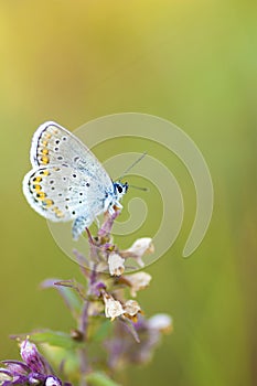 Blue butterfly on a stem