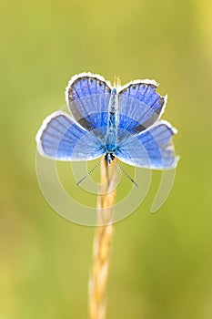 Blue butterfly on a stem