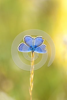 Blue butterfly on a stem