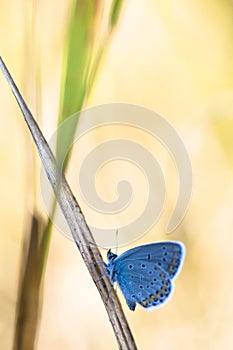 Blue butterfly on a stem
