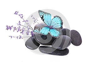 Blue butterfly on stones and lavender flower