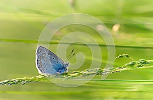 Blue butterfly on a thread of grass.