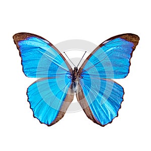 Blue butterfly tropical Morpho menelaus, Brasil photo
