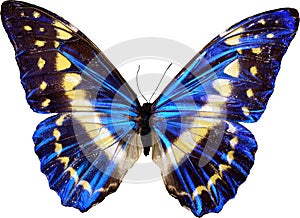 Blu farfalla 