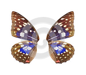 Blue butterfly wing