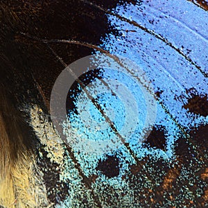 Blue butterfly wing