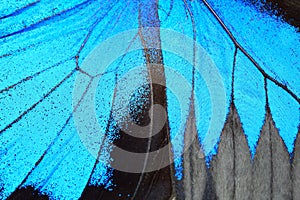 Blue butterfly wing