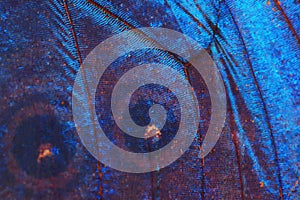 blue butterfly wing texture