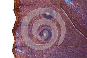 blue butterfly wing texture