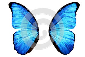 blue butterfly wings with black spots. isolated on white background