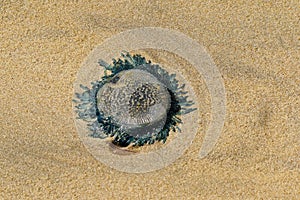 Blue button jellyfish on the beach