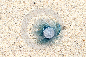 Blue button jellyfish