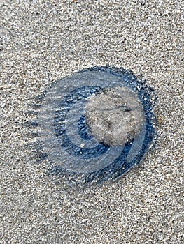 Blue Button Jellyfish (porpita porpita) on the beach when the sea water receded