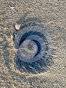 Blue Button Jellyfish (porpita porpita) on the beach when the sea water receded