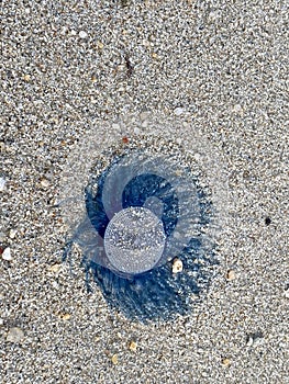 Blue Button Jellyfish (porpita porpita) on the beach when the sea water receded