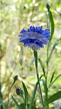 Blue button blooming flowers