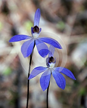 Blue Caladenia