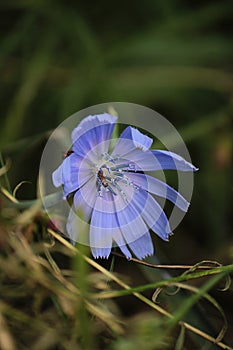 blue calamus flower on green grass
