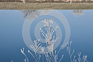 Blue calm river, mirror reflection of shore, plant covered with ice accretion in forward, cold.