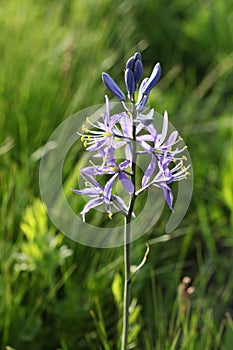 A blue camas Camassia Quamash flower native to Idaho. photo