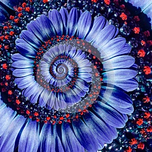 Blue camomile daisy flower spiral abstract fractal effect pattern background. Blue violet navy flower spiral abstract pattern