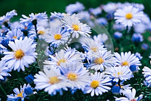 Blue camomiles on nature background. Copy, empty space for text