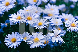 Blue camomiles on nature background. Copy, empty space for text